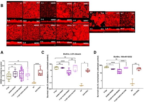 Figure 3. Assessment of the biofilms produced by C. parapsilosis isolates. Biofilm optical density assay on polystyrene plates (A). Confocal scanning laser microscopy biofilm assay on silicone squares displaying top-views (upper panels) and side-views (lower panels) of mature biofilms (B); scale bars = 25 μm. Biofilm tolerance to 2.5% bleach (C) and 100 mM of hydrogen peroxide (D). Two-tailed T-tests were used to assess statistical significance and values ≤0.05, ≤ 0.01, and ≤0.001 are shown as *, **, and ****, respectively. S-Ege refers to susceptible isolates from EUH (1 T and 26 T), whereas Sx refers to susceptible isolate #314. G458S + R658G represents MDR0, Y132F + K143R + R658G features MDR1-4 and 6, Y132F + G307A + W1370R refers to MDR5 and 7, whereas ECR F652L represents the ECR isolates #315 and #316.