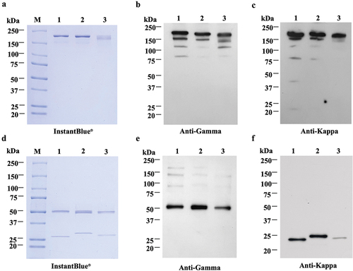 Figure 5. Purification of plant-produced anti-BoNT mAbs by protein a affinity chromatography. The purity of 1B18, C25, and M2 were analyzed by SDS-PAGE and stained with InstantBlue® dye under non-reducing (a) and reducing (d) conditions. Purified anti-BoNT mAbs were detected by Western blot probed either with anti-human gamma chain or anti-human kappa chain antibodies under non-reducing (b,c) and reducing (e,f). Lane M as protein molecular weight marker; lanes 1, 2, and 3 represent 1B18, C25, and M2.