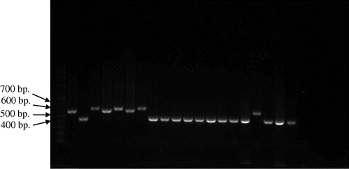 Figure 4. Picture of PCR products of MG reference strains and local strains (13 field strains) by pvpA gene using primer pvpA 1F + pvpA 2R. 100-bp plus DNA ladder (lane 1), MGS6 (lane 2), MG F (lane 3), TS 11 (lane 4), 6/85 (lane 5), MG R (lane 6), PG 31 (lane 7), A5969 (lane 8), MG-positive field strains (lane 9–21), Negative control (lane 22).