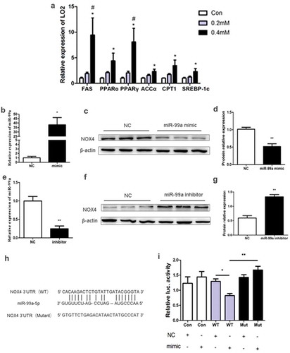 Figure 4. (a) Effects of different PA concentrations on mRNA expression of lipid metabolism-related gene in LO2 cells (n = 4/group). (b-d) The expression of miR-99a (b), NOX4 protein (c) and its quantitative analysis (d) in LO2 cells after transfected with miR-99a mimic (n = 3-4/group). (e-g) The expression of miR-99a (e), NOX4 protein (f) and its quantitative analysis (g) in LO2 cells after transfected with miR-99a inhibitor (n = 3-4/group). (h) Schematic diagram of binding sites of miR-99a-5p with NOX4 3ʹUTR. (i) Luciferase activity of LO2 cells after cotransfection with miR-99a mimic and pMIR-REPORT-NOX4 (n = 3-4/group). *P< 0.05; **P< 0.01. #P< 0.05 vs 0.2mM. WT: Wild-type; Mut: Mutant-type