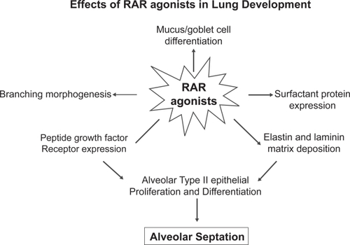 Figure 3 Type γ retinoid acid receptor is required for alveolar septation and branching morphogenesis. In this system, plasma retinol and retinol binding protein may have an important regulatory role in COPD.