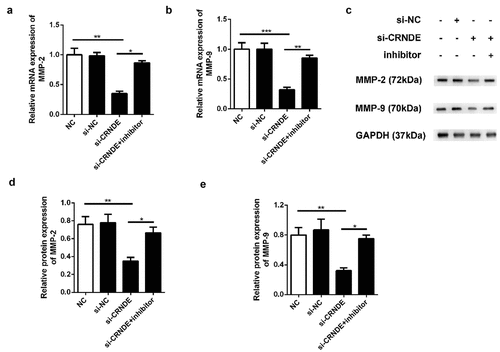 Figure 7. Knockdown of miR-146a-5p reversed the effect of si-CRNDE on the MMP-2 and MMP-9 expressions of PC. The qRT-PCR (a-b) and western blot (c-e) assays to detect the expressionS of MMP-2 and MMP-9 at mRNAs and proteins levels. **p < 0.01. Each experiment was repeated for 3 times