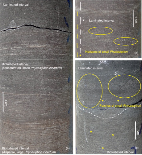 Fig. 5  Evolution in turbiditic Bouma sequence (Td–Te). (a) Case D in Fig. 8, showing gradual transition from a bioturbated interval with disperse, abundant, large Phycosiphon incertum to small, concentrated Phycosiphon, and then a laminated interval (interval 1; 222.52 cm). (b) Case E in Fig. 8, showing a laminated interval with horizons of small Phycosiphon and finally a laminated interval (interval 1; 222.66). (c) Case F in Fig. 8, showing the transition from a bioturbated interval with disperse, abundant, large P. incertum to a laminated interval with patches of small Phycosiphon and finely a laminated interval (interval 2; 226.26 cm).