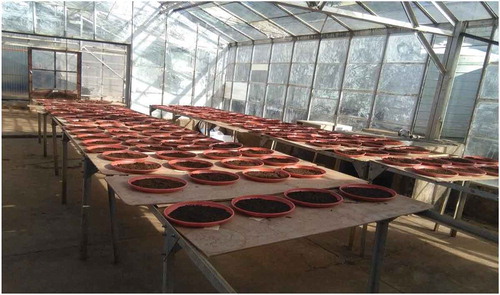 Figure 2. Growing seeds from the soil seed bank (inside the glass house).
