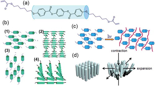 Figure 1. (colour online) Schematic illustration of the principle of LC. (a) An example of the molecule with reactive end groups. (b) Different types of alignment established at monomeric state. (c) Photo-polymerisation process to fix the nematic phase. (d) Anisotropic deformation of homeotropically aligned LCNs upon decreasing of the order.