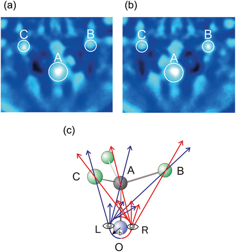 Figure 14. (a) and (b) are stereophotographs of atomic arrangement of InP crystal viewed from the emitter In atom O. (a) Is for left eye and (b) for right eye. (c) Propagating direction of photoelectrons excited by counter-clockwise (red) and clockwise (blue) circularly polarized light. After ref. [Citation103].
