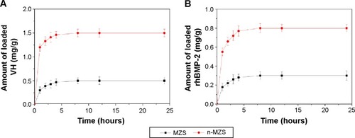 Figure 3 VH (A) and rhBMP-2 (B) loading on n-MZS and MZS xerogels.Abbreviations: MZS, magnesium–zinc–silicon; n-MZS, nanoporous magnesium–zinc–silicon; rhBMP-2, human bone morphogenetic protein-2; VH, vancomycin hydrochloride.