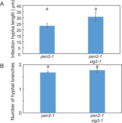 Figure 6. Quantitative analysis of post-penetration resistance to P. oryzae in pen2-1 xlg2-1 mutant plants.A, Mean lengths of infection hyphae measured at 72 hpi. Values are presented as mean ± standard error, n = 3 independent experiments. Bars with the same lowercase letters are not statistically significantly different (p > 0.05).B, Number of P. oryzae hyphal branches at 72 hpi. Values are presented as mean ± standard error, n = 3 independent experiments. Bars with the same lowercase letters are not statistically significantly different (p > 0.05).