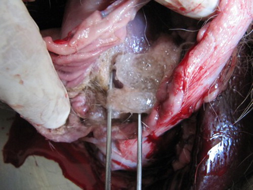 Figure 8. Photograph of the autopsy contents of a dog's stomach containing three Size 0 gelatin capsules.