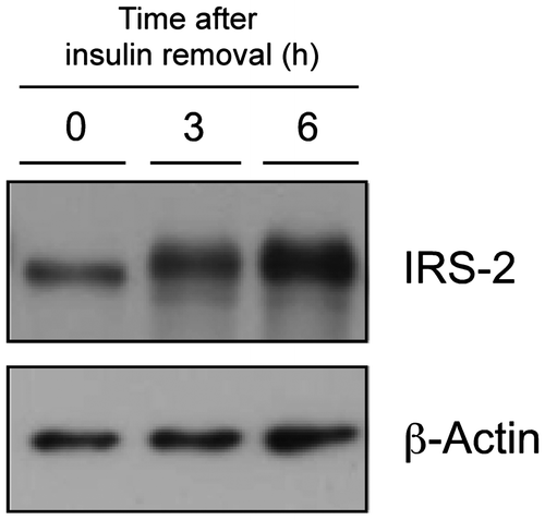 Fig. 5. Effect of insulin deprivation on IRS-2 protein levels in H4IIE-C3 heptoma cells.Note: H4IIE-C3 cells were cultured in insulin-deprived media for 0, 3, and 6 h, and IRS-2 protein was detected by immunoblotting.