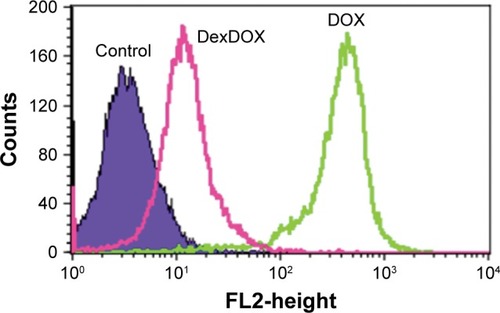 Figure 2 Cellular penetration and retention of DexDOX.