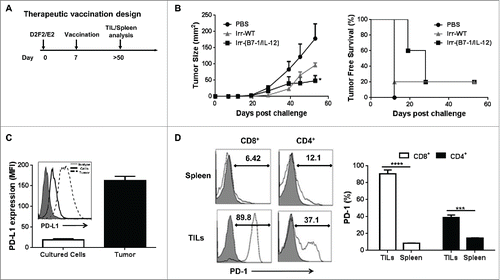Figure 5. ISM expression by cellular vaccines significantly reduced average tumor burden and prolonged tumor-free survival. (A) Mice were challenged (s.c.) with 2 × 105 live D2F2/E2 WT cells. One week later, mice received one dose of 2 × 105 irradiated cellular vaccines on the contralateral flank (s.c.). (B) Tumor growth and tumor free survival was assessed. (C) D2F2/E2 cells cultured in vitro (Cultured Cells, solid black line) and freshly isolated tumors harvested from WT challenged mice (Tumor, dashed line) were assessed for the expression of PD-L1 by flow cytometry analysis (MFI-mean fluorescence intensity). (D) Splenocytes and tumor infiltrating lymphocytes (TILs) from tumor-bearing mice were isolated and analyzed for PD1 expression on CD8+ and CD4+ T cells by flow cytometry, mean fluorescence intensity (MFI). Data is representative of 2 individual experiments. Significance relative to PBS-treated. *p < 0.05, **p < 0.01, ***p ≤ 0.001.