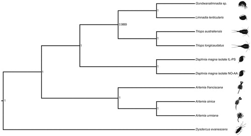 Figure 1. A Bayesian phylogenetic tree constructed in BEAST2 using mitogenome sequences of an undescribed Gondwanalimnadia species (NCBI accession number MN625703) and nine related species. Daphnia magna isolate IL-PS: MH683649.1, Daphnia magna isolate NO-AA: MH683655.1, Limnadia lenticularis: NC_039394.1, Triops australiensis: LK391946.1, Triops longicaudatus: AY639934.1, Dysdercus evanescens: NC_042437.1, Artemia urmiana: NC_021382.1, Artemia sinica: NC_042147.1, Artemia franciscana: X69067.1. The numbers on the tree indicate the posterior probability estimated for each node.