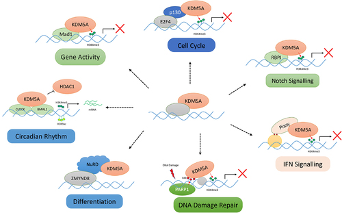Figure 5. Various protein–protein interactions of KDM5A for its chromatin recruitment: KDM5A is recruited by its many partners to the chromatin to regulate the transcription in a demethylase dependent/independent manner. Some of these interactions, as shown above, are as follows: (I) cell cycle – KDM5A interacts with pocket protein family member – p130 and is recruited to E2F4 responsive promoter in early G1 for repression of target genes, (II) notch signalling – KDM5A is recruited by RBP-J to various notch target gene to regulate their transcription, (III) IFN signalling – Piasy interacts with JmJC domain of KDM5A and recruits it to IFNI promoter. KDM5A represses the IFNI gene activity by removing H3K4me3 marks, (IV) differentiation – during development, KDM5A interacts with chromatin remodellers such as sin3B and NuRD. KDM5A, along with NuRD, controls developmentally regulated genes, (V) DNA damage repair – upon DNA damage, PARP1 generates PAR chains at the damage sites which helps in recruitment of KDM5A. KDM5A carries out the transcriptional repression, (VI) gene activity – KDM5A is also shown to interact with MAD1 transcription factor to regulate the gene activity by controlling H3K4me3 levels, (VII) circadian clock maintenance – KDM5A works in a demethylase independent manner and prevents the interaction of HDAC1 with CLOCK-BMAL1. Accumulation of H3K4me3 and H3K9ac leads to higher gene expression. (please see the text for details).