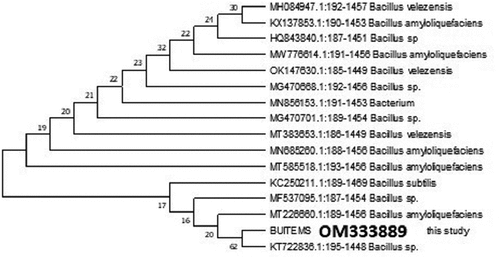 Figure 3. Phylogenetic cladogram constructed using MEGA X. Neighboring joining method with 1000 replicates were used to construct boot strap tree. (supplementary figure of Mega X file attached).
