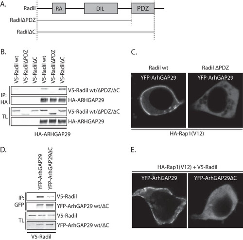 FIG 5 ArhGAP29 binds the PDZ-domain of Radil through its C terminus. (A) Domain architecture of Radil and the truncation mutants used for the assays depicted in panels B and C. RA, Ras association domain; DIL, dilute domain; PDZ, PSD-95/Dlg1/ZO-1. (B) Coimmunoprecipitation of V5-Radil truncation mutants with HA-ArhGAP29 expressed in HEK293T cells. The Western blot is representative of three independent experiments. (C) Live imaging of YFP-ArhGAP29 in HEK293T cells transfected with YFP-ArhGAP29 and HA-Rap1A(V12) in the presence of V5-Radil or V5-RadilΔPDZ. Experiments were repeated four times, and representative images were chosen. (D) Coimmunoprecipitation of V5-Radil with YFP-tagged full-length ArhGAP29 or ArhGAP29 lacking its last four amino acids (ArhGAP29ΔC) expressed in HEK293T. The Western blot is representative of two independent experiments. (E) Live imaging of YFP-ArhGAP29 in HEK293T cells transfected with YFP-ArhGAP29 or YFP-ArhGAP29ΔC with HA-Rap1A(V12) and V5-Radil. The experiments were repeated four times, and a representative image was chosen.