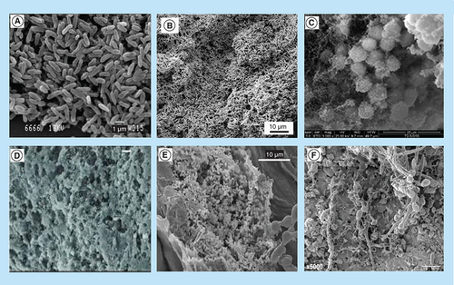 Figure 1.  Bacterial biofilms. (A) SEM image of Pseudomonas aeruginosa isolates attaching to glass surfaces; (B) biofilm formation of Escherichia coli on titanium oxide surface; (C) SEM image of catheter-associated Staphylococcus aureus biofilm growth in vivo; (D) electron microscopy of Staphylococcus epidermidis biofilm formation on Teflon catheter; (E) SEM image showing attachment and biofilm formation by Salmonella enterica serovar Poona cells inside the netting of inoculated cantaloupe; (F) SEM of mature mixed biofilms formed on discs of hydroxyapatite, demonstrating the affinity of Streptococcus mutans to the hyphal elements of Candida albicans.SEM: Scanning electron microscopy. (A) Reproduced from [Citation5]. (B) Reproduced from [Citation6]. (C) Reproduced with permission from [Citation7] © The Americanl Association of Immunologists, Inc. (2011). (D) Rreproduced with permission from [Citation8] © Nature Publishing Group (2011). (E) Rreproduced with permission from [Citation9] © John Wiley & Sons (2008). (F) Reproduced from [Citation10].