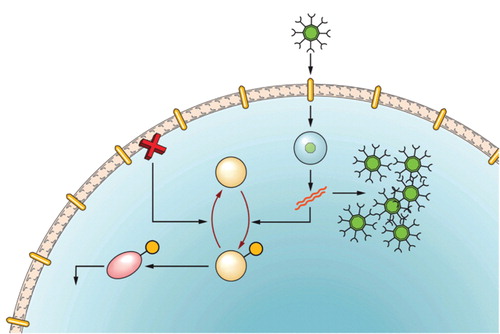 Figure 1. A brief overview of the infective cycle of reovirus. 1. Reovirus binds JAM-1 and sialic acid receptors ubiquitously found on the cell surface. 2. Reovirus enters the cell by endocytosis with subsequent cleavage of sigma and mu proteins from the outer shell of the virus to form an intermediate sub viral particle (ISVP). This is released into the cytoplasm. 3. Viral dsRNA is copied within the viral core and released. 4. In normal cells expressing wild-type Ras, dsRNA activates PKR by phosphorylation. 5. Phosphorylated PKR subsequently activates eIF2&alpha;, which halts viral protein synthesis, resulting in failed infection. 6. In contrast, in cells with an activated/mutated Ras pathway, PKR is held in an inactive, hypophosphorylated state. 7. In these cells viral infection ensues. Viral proteins are produced using the cells machinery, viral factories form in the cytoplasm and reoviral particles assemble.