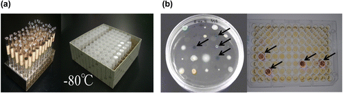 Fig. 3. Amano Enzyme microbial strain library ((a) left: lyophilized ampule, right: glycerol stock) and an example of screening for enzyme production. ((b) left: plate assay, right: enzyme assay). Arrows (←) indicate positive strains.