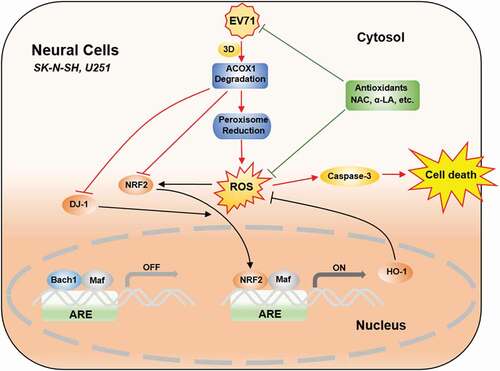 Figure 9. EV71 induces neural cell apoptosis and autophagy through promoting ACOX1 downregulation and ROS accumulation. In normal conditions, antioxidant response elements (AREs) are bound by small Maf dimers or other repressive factors like Bach1. Reactive oxidative stress (ROS) causes the nuclear translocation of NRF2. The activation of NRF2 is further promoted by positive pathway modulators like DJ-1. As a result, antioxidant response genes, like HO-1, are transcriptionally induced, and oxidative damage is minimized. In neural cells, including SK-N-SH cells and U251 cells, EV71 infection results in ACOX1 downregulation through 3D protein, further leads to peroxisome reduction. ACOX1 and peroxisome reduction increase ROS generation. ACOX1 knockdown downregulates DJ-1, NRF2, and HO-1 expression. ROS generation increase and antioxidant response downregulation together result in ROS accumulation, which further leads to caspase-3 activation and cell death. Treatment of antioxidants, including NAC and α-LA, inhibits EV71 replication, scavenges ROS production, and protects neural cells from death
