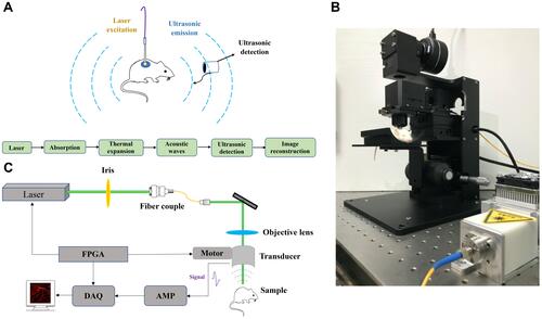 Figure 1 (A) The mechanism of photoacoustic microscopy, (B and C) the system used for in vivo photoacoustic imaging of mouse limb.