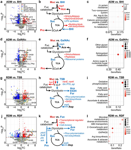 Figure 2. Nutrient-dependent distribution of gene expression for A. muciniphila and R. gnavus. (a) Volcano plot of RNA-seq transcriptome data of A. muciniphila grown in ADM versus BHI. Up represents significantly up-regulated genes [≥2-fold change (FC) in normalized transcripts per million (TPM), P-value (P) <0.05]. (b) Proposed metabolic features when A. muciniphila was grown in ADM versus those when it was grown in BHI. Red color: up-regulated genes and metabolic features in mucin-containing medium. Blue color: up-regulation in each media. (c) Dot plot of enriched analysis performed using the KEGG database when A. muciniphila was grown in ADM versus BHI. (d) Volcano plot of RNA-seq transcriptome data of A. muciniphila grown in ADM versus GalNAc. (e) Proposed metabolic features of A. muciniphila grown in ADM versus GalNAc. (f) Dot plot of results of enrichment analysis when A. muciniphila was grown in ADM versus GalNAc. (g) Volcano plot of RNA-seq transcriptome data of R. gnavus grown in RDM versus TSB. (h) Proposed metabolic features of R. gnavus grown in RDM versus TSB. (i) Dot plot of the results of enrichment analysis when R. gnavus was grown in RDM versus TSB. Dot plot showing the four enriched pathways. (j) Volcano plot of RNA-seq transcriptome data of R. gnavus grown in RDM versus RDF. (k) Proposed metabolic features of R. gnavus grown in RDM versus RDF. (l). Dot plot of results of enrichment analysis when R. gnavus was grown in RDM versus RDF.