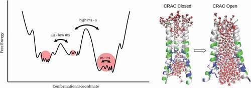 Figure 6. Left) Illustration of the problem of rare events in biophysical simulations via a cartoon of the protein free-energy landscape: during typical simulations only local barriers can be overcome, while a number of configurational changes or conduction events lies beyond the current computer capabilities. Reproduced from [Citation186], under creative commons licence CC BY 4.0. Right) Conformational changes giving rise to opening and closing of the CRAC channel, see Ref [Citation187].