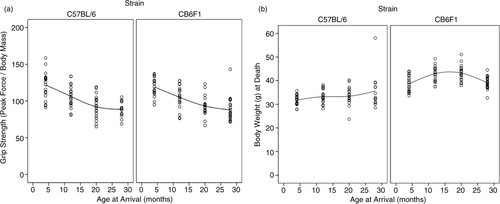 Fig. 1 (a) B6 mouse paw strength declined from 121.8±18.5 to 106.2±15.1 to 92.1±15.7 to 88.6±10.9 from ages 4, 12, 20, and 28 months, respectively. Following the same pattern, CB6F1 mouse grip strength declined from 119.2±12.3 to 105.0±15.7 to 93.2±14.0 to 87.9±16.0 through the four age groups. (b) B6 mice had average masses of 31.75±2.1, 33.19±2.19, 33.40±3.73, and 35.60±7.59 g at the 4, 12, 20, and 28 months of age, respectively. CB6F1 mice had increased body weights in the 12- and 20-month age groups compared to 4- and 28-month age groups. The B6 mice had mean masses of 38.57±3.24, 42.93±3.29, 43.19±3.27, and 39.09±2.54 g at 4, 12, 20, and 28 months of age, respectively. Strain, age groups, and the interaction between strain and age were all significant (p<0.001, p=0.001, p=0.001, respectively).