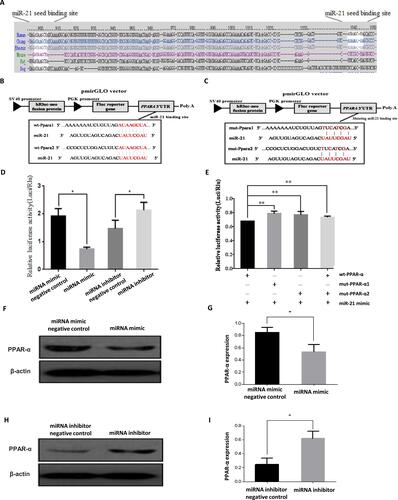 Figure 9 Target gene verification of miR-21 (A) The miR-21 binding sites in the 3´-UTR region of PPAR-α were compared in cross-species. (B) The 3′ -UTR fragment of wild-type (wt)-PPAR-α containing the binding sites of miR-21 was cloned downstream of the firefly luciferase reporter gene in the pmir-GLO vector for the dual-luciferase assay. (C) The vector construction of mutating miR-21 binding region in the 3´-UTR of PPAR-α. (D) Cells were co-transfected with miR-21 mimics, miR-21 inhibitor, pre-miR control, or anti-miR control, and wt-PPAR-α for dual-luciferase assay. n = 3 per group. (E) PPAR-α- 3′-UTR mutation in dual luciferase reporter in HTR8/SVneo cells. HTR-8/SVneo cells co-transfected with mut-pGLO-PPAR-α and miR-21 mimics significantly reduced the dual luciferase activity compared to HTR-8/SVneo cells transfected with miR-21 mimics and PPAR-α-pGLO. The expression of PPAR-α gene may be inhibited by miR-21 through binding to a specific region of the 3´-UTR of PPAR-α. n = 3 per group. (F and G) Western blotting to verify the protein expression of miR-21 target gene. PPAR-α was under-expressed in HTR-8/SVneo cells transfected with miR-21. n = 3 per group. (H and I) PPAR-α was highly expressed in HTR-8/SVneo cells transfected with miR-21 inhibitor. n = 3 per group. *P<0.05, **P<0.01.