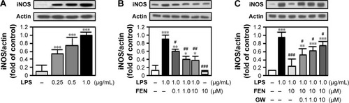Figure 3 Fenretinide inhibited LPS-induced iNOS expression PPARγ pathway.