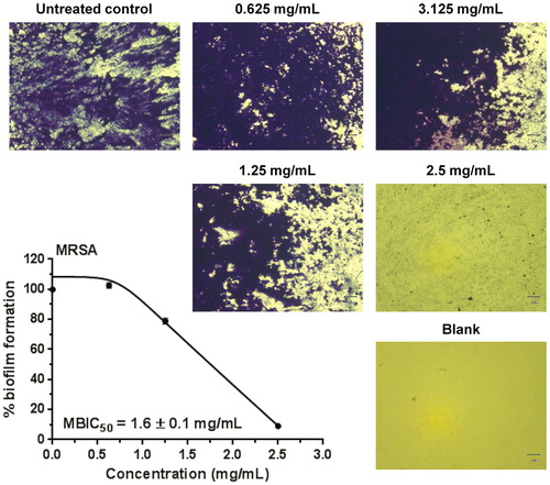 Figure 3. Biofilm formation of MRSA after exposure to leaf extract obtained from Graptopetalum paraguayense. Qualitative microscopic (40× microscopic magnification) and quantitative spectrophotometric (MBIC50) evaluation. Scale bar = 50 μm; 40× magnification.