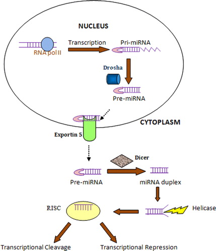 Figure 1. MicroRNA biogenesis and processing. The maturation of miRNA from pre-miRNA takes place from nucleus to cytoplasm. The transcription of large pri-miRNA takes place in the nucleus with the help of RNA polymerase II. Pri-miRNA is then cleaved by Drosha, RNase III enzyme to yield pre-miRNA which is then transported to cytoplasm with the help of exportin 5. In the cytoplasm, the hairpin structure is cropped off by the RNase III enzyme, Dicer, producing the double-stranded miRNA duplex which is cleaved by Helicase and incorporated into the RNA-induced silencing complex.