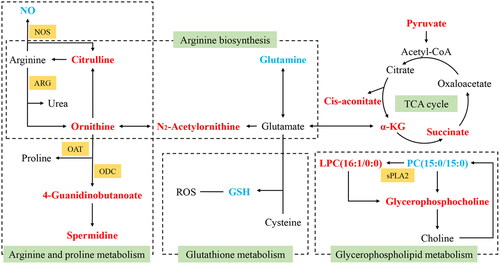 Figure 7. The interaction network of potential metabolic pathways. Red markers represent the upregulated metabolites in the model group. Blue markers represent the downregulated metabolites in the model group. Green tags represent the metabolic pathways, and orange tags represent corresponding enzymes. (α-KG: α-ketoglutarate; NO: nitric oxide; GSH: glutathione; ROS: reactive oxygen species; NOS: nitric oxide synthases; ARG: arginase; OAT: ornithine acetyltransferase; ODC: ornithine decarboxylase; sPLA2: secretory phospholipase A2)