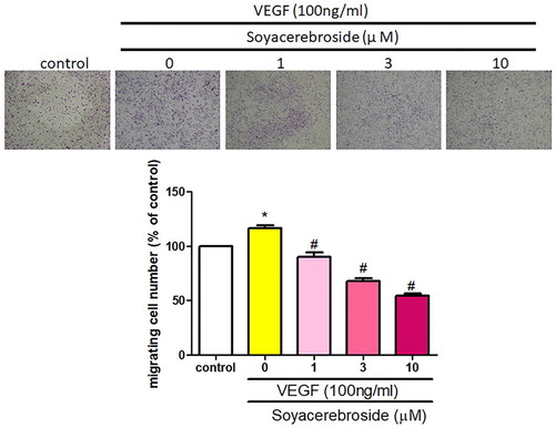 Figure 4. Soya-cerebroside inhibits VEGF-facilitated EPC migration. EPCs were incubated with VEGF and soya-cerebroside (1–10 μM) for 24 h. Cell migration was examined by the Transwell assay. Data represent the mean ± S.E.M. *, p < 0.05 compared with the control group; #, p < 0.05 compared with the VEGF-treated group.