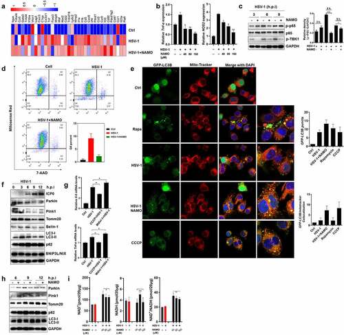 Figure 6. Nicotinamide N-oxide inhibits microglia activation. (a) BV2 cells were infected with HSV-1 (MOI = 1) in the presence or absence of NAMO (40 μM) for 12 h and total RNA was subjected to RNA sequencing. Differentially expressed inflammatory genes (at least 1.5-fold, p < .05) were shown in heat map. Color code presents linear scale. (b) qRT-PCR of gene TNF-α and NOS2 in BV2 cells 9 h after HSV-1 and NAMO treatment. Data are mean ± SD from at least three independent experiments. Significant differences set as *p < .05, **p < .01, ***p < .001. (c) BV2 cells were infected with HSV-1 (MOI = 1) in the presence or absence of NAMO (40 μM) at indicated time and total protein was subjected to western blot assay. The band intensity of p-p65/GAPDH was quantified by Image J software. (d) BV2 cells stained with Mitosense Red7/7-AAD were analyzed by flow cytometry. Representative cytometry graphs were shown and the percentage (%) of negatively labeled Mitosense Red7/7-AAD were depicted. Data are mean ± SD from three independent experiments. (e) BV2 cells were transfected with plasmid GFP-LC3 (2 μg) for 24 h before HSV-1 (MOI = 1) infection and treatment with Rapamycin (10 μM), NAMO (40 μM) or CCCP (10 μM) for 12 h. The cells were then fixed, stained with Mito-Tracker (red) and DAPI (blue) for 1 h. Fluorescent images were captured by a confocal microscopy. The number of yellow (GFP/mito-tracker colocalization) or GFP-LC3B puncta was also quantified. At least 50 cells from 5 representative fields were counted in each independent experiment. Scale bar: 10 μm. (f) BV2 cells were infected with HSV-1 for indicated times and targeted proteins were analyzed by western blot. Effects of on autophagy-related proteins. (g) qRT-PCR of IL-1β and TNF-α in BV2 cells 9 h after HSV-1 exposure in the presence of Midiv-1 (20 μM) or CCCP (10 μM). Data are mean ± SD. (h) Effects of NAMO (40 μM) on mitophagy-related proteins. (i) BV2 cells were infected with HSV-1 in the presence of NAMO for 12 h, and relative NAD+, NADH and NAD+/NADH levels were determined. Data are mean ± SD (n = 3 independent experiments), with the significance as *p < .05, **p < .01, ***p < .001 versus HSV-1 group.