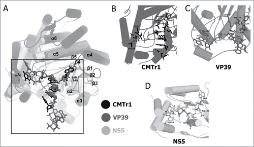 Figure 3. Comparison of the crystal structures of 2′-O-ribose methyltransferases. (A) Superimposition of the catalytic domain of human CMTr1 methyltransferase (colored black; PDB ID: 4N48), VP39 methyltransferase from the vaccinia virus (colored dark gray; PDB ID: 1AV6) and the NS5 protein from the Wesselsbron virus (colored bright gray; PDB ID: 3EMB). The ligands are shown in stick representation and they are colored corresponding to the hue used for protein molecules representation. Secondary structure elements that correspond to elements of the conserved RFM core are labeled (α1, β6, and β7 are hidden behind other elements and their labels have been omitted). Secondary structure elements outside of the conserved core are not labeled. (B) The capped oligoribonucleotide (m7GpppGAUC) located in its binding pocket on the surface of human CMTr1 MTase is shown in stick representation. The side chains of Phe206 and Glu373 that correspond to stacking residues in viral methyltransferases and the 3 catalytic residues are also displayed. (C) The crystal structure of the VP39 methyltransferase from vaccinia virus in complex with m7GpppGAAAAA (shown in stick representation). The methylated guanine ring is stacked by 2 aromatic rings of Tyr22 and Phe180. (D) A stick representation of the cap0 structure analog—m7GpppG bound by NS5 flaviviral 2′-O-ribose methyltransferase.