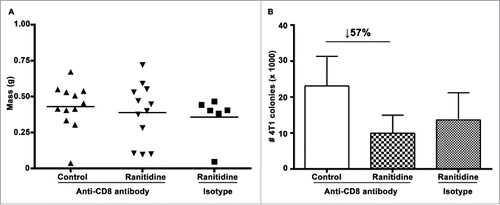 Figure 4. Ranitidine does not affect lung metastases by directly affecting CD8+ activity. (A) Final tumor weight of ranitidine treated mice with and without CD8+ depletion. (B) Number of 4T1 cell colonies that developed from lungs of tumor bearing BALB/c mice treated with ranitidine with and without CD8+ depletion. Data from (A) represent average of individual mice and line represents mean per group. Data in (B) represents mean ± SEM of 6–12 mice per group.