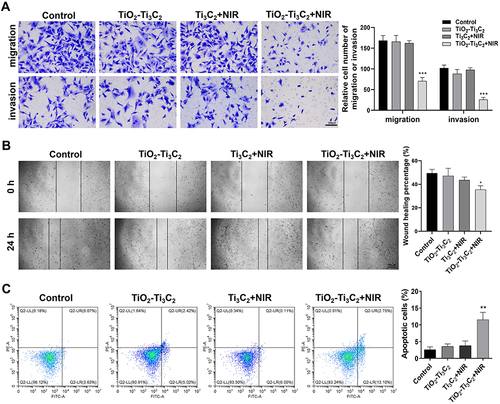 Figure 4 The effects of TiO2-Ti3C2 on the migration, invasion, and apoptosis of CRC cells. (A) Transwell assay for SW480 cell invasion and migration; (B) Scratch assay for SW480 cell proliferation and migration; (C) Flow cytometry analysis of cell apoptosis. *P<0.05, **P<0.01, ***P<0.001.