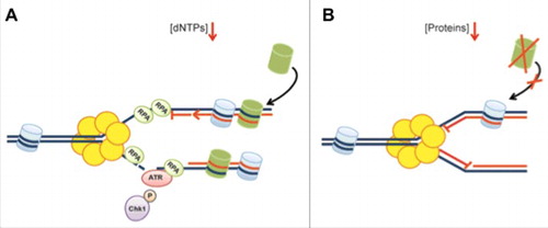 Figure 5. Overview of the cellular responses associated with protein and dNTP deprivation. (A) Replication fork arrest upon nucleotide deprivation is associated with replication fork uncoupling resulting in ssDNA generation, DNA damage and ATR-mediated checkpoint activation. (B) Replication fork arrest caused by protein deprivation occurs rapidly without subsequent exposure of ssDNA or DNA damage formation. This is likely caused by insufficient supply of newly synthesized histones (in green) and reduced DNA unwinding. Replication is readily resumed following short-term protein deprivation.