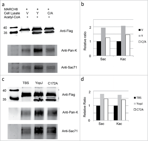 Figure 4. In vitro acetylation of MARCH8 by YopJ. HeLa cell lysate with MARCH8 transfection was aliquoted equally into 3 fractions; the recombinant MARCH8 in each fraction was immobilized on the resin by incubation with the anti-flag antibody; the immobilized MARCH8 was washed 4 times by PBS and prepared for in vitro acetylation reaction. As controls, the immobilized MARCH8 was incubated with 200µl TBS in the presence of 50µM acetyl-CoA, protease inhibitor cocktail, 1 mM PMSF, 10 mM Nicotinamide and 10 mM Sodium Butyrate. For in vitro acetylation reaction with recombinant YopJ cell lysates, the immobilized MARCH8 was incubated with the Hela cell lysate transfected with vector(V), YopJ(Y),YopJ C172A mutant (C/A) (Fig. 4a, Fig. 4b). For in vitro acetylation reaction with affinity-purified YopJ, the immobilized MARCH8 was incubated with TBS (TBS), YopJ (YopJ) and YopJ C172A mutant (C172A) (Fig. 4c, Fig. 4d). After incubation at 37°C for 1h, the immobilized MARCH8 was washed by PBS 4 times, recovered by boiling in SDS-loading buffer and analyzed by Western-blotting using antibodies against the flag(Fig. 4a, upper panel Fig. 4c, upper panel)MARCH8 Sac71 (Fig. 4a, lower panel, Fig. 4c, lower panel), or anti-Pan-K (Fig. 4a, middle panel, Fig. 4c, middle panel). Signal intensities of the Ser-acetylated MARCH8, and the Lys-acetylated MARCH8 were quantified by Li-COR software and normalized against the control levels of MARCH8 (Fig. 4b, Fig. 4d).