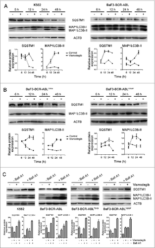 Figure 3. Inhibiting the Hh pathway induced autophagic flux in CML cells. (A) K562 and BaF3-BCR-ABL cells were treated with 20 μM of vismodegib for 6 h, 12 h, 24 h, or 48 h, protein levels of SQSTM1, MAP1LC3B, and ACTB were measured by western blot assays. (B) BaF3-BCR-ABLT315I and BaF3-BCR-ABLY253F cells were treated with 20 μM of vismodegib for 6 h, 12 h, 24 h, or 48 h, protein levels of SQSTM1, MAP1LC3B, and ACTB were measured by western blot assays. (C) K562, BaF3-BCR-ABL, BaF3-BCR-ABLT315I, and BaF3-BCR-ABLY253F cells were cotreated with vismodegib (20 μM) and Bafi A1 (5 nM) or treated with these 2 agents alone for 48 h, protein levels of SQSTM1, MAP1LC3B, and ACTB were measured by western blot assays. (A–C) Densitometric values were quantified using the ImageJ software and normalized to control. The values of control were set to 1. The data are presented as means ± SD of 3 independent experiments.