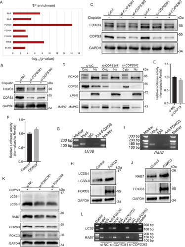 Figure 5. FOXO3 is required for COPS3-induced autophagy. (A) Differentially expressed transcription factors that may be associated with autophagy regulation. (B) Immunoblotting analysis of FOXO3 levels in 143B cells transfected with COPS3 siRNAs and treated with cisplatin for 24 h (3 μM). (C) Immunoblotting analysis of FOXO3 levels in 143B cells transfected with COPS3 siRNAs and treated with or without cisplatin for 24 h (3 μM). (D) 143B cells were transfected with COPS3 siRNAs and treated with cisplatin for 24 h (3 μM). Immunoblotting analysis of the distribution of FOXO3 protein in the cytoplasm and nucleus is shown. (E) Relative luciferase activity of the FOXO-Luc reporter construct in response to COPS3 knockdown with siRNA in 143B cells was examined. Data are presented as mean ± SEM of triplicates. *p < 0.05. (F) Relative luciferase activity of the FOXO-Luc reporter construct in response to COPS3 overexpression in HEK-293T cells was examined. Data are presented as mean ± SEM of triplicates. *p < 0.05. (G) ChIP assay for the interaction of FOXO3 and the LC3B promoter in 143B cells. (H) Immunoblotting analysis of LC3B levels in 143B cells transfected with FOXO3 overexpression vector. (I) ChIP assay for the interaction of FOXO3 and the RAB7 promoter in 143B cells. (J) Immunoblotting analysis of RAB7 levels in 143B cells transfected with FOXO3 overexpression vector. (K) Saos-2 cells were transfected with COPS3 overexpression vector. Immunoblotting analysis of LC3B and RAB7 levels in COPS3-overexpressing Saos-2 cells following knockdown of FOXO3 with siRNAs. (L) ChIP assays for the binding of FOXO3 to LC3B or the RAB7 promoter in 143B cells transfected with COPS3 siRNAs.