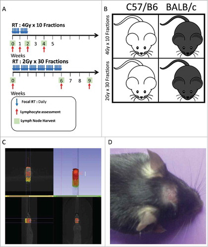 Figure 1. (A) XRT treatment, lymphocyte assessment and lymph node harvest scheme for 4 Gy x 10 fractions(abbreviated) and 2 Gy x 30 fractions(prolonged) groups. (B) Visual representation of treatment scheme and animal strains used in this study. (C) Imaging display from SARRP showing that radiation treatment is extremely precise and that peripheral sites are not exposed to XRT. (D) Focal alopecia is induced in treated animals, highlighting the focused treatment and successful XRT exposure.