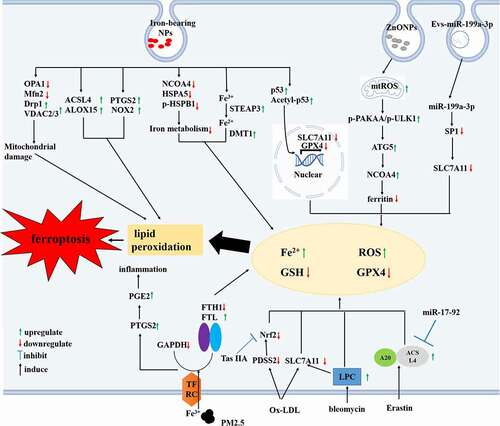 Figure 3. The molecular mechanisms of ferroptosis occur in endothelial cells (ECs) during atherosclerosis. It leads to the accumulation of iron and ROS, the reduction of GPX4 and GSH levels when ECs are subjected to harmful stimuli through various effector molecules, resulting in lipid peroxidation and ferroptosis. ACSL4, Acyl – CoA synthetase long-chain family member 4; ALOX, arachidonate lipoxygenase; Drp1, dynamin-related protein 1; DMT1, divalent metal transporter 1; FTH1, ferritin heavy chain 1; FTL, ferritin light chain; HSPA5, heat shock protein family A member 5;HSPB1, heat shock protein family B member 1; mtROS, mitochondrial ROS; LPC, lysophosphatidylcholine; Mfn2, mitofusin 2; NRF2, nuclear factor erythroid-2 related factor 2; NCOA4, nuclear receptor coactivator protein 4; PDSS2, prenyl diphosphate synthase subunit 2;PGE2, prostaglandin E2; PTGS2, prostaglandin-endoperoxide synthase 2; PAKKA, protein kinase AMP-activated catalytic subunit alpha; SP1, specificity protein 1; STEAP3, six-transmembrane epithelial antigen of the prostate 3; SLC7A11, solute carrier family 7 member 11; ULK1, unc-51 like autophagy activating kinase 1; VDAC, voltage-dependent anion-selective channel protein 2.