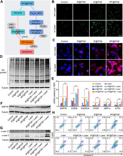 Figure 4 Exacerbating ER stress by tPF@PCM with laser irradiation induces apoptosis in 786-O cells. (A) Schematic overview of the mechanism of synergistic apoptosis. Fe3O4 NPs-triggered Fenton reaction led to increased damaged proteins in the ER lumen and caused initial ER stress. ERAD pathway was then activated to degrade these proteins (blue arrows). However, PR-619 inhibited the degradation of the stacked damaged proteins, which further exacerbated the existing ER stress. Ultimately, unsalvageable ER stress induced apoptosis in 786-O RCC cells (red arrows). The grey ellipses represent the corresponding intracellular biological changes. (B) Confocal laser scanning microscopy images of intracellular ROS detection in 786-O cells from different groups. Scale bar represents 200 μm. (C) Fluorescence images of protein aggregates in 786-O cells after various treatments. Cell nuclei were stained with Hoechst 33342 (blue) and protein aggregates were stained with PROTEOSTAT dye (red). Scale bar represents 25 μm. (D) Western blot analysis of total ubiquitinated proteins in 786-O cells after different treatments. Tubulin was used as a loading control. (E) mRNA expression of UPR target genes in 786-O cells after different treatments. TBP mRNA levels were used as internal controls. **P < 0.01. (F–G) Western blot analysis of GRP78 (F), cleaved caspase-12 (c-cas-12), and cleaved caspase-3 (c-cas-3) (G) expression in 786-O cells after different treatments. Tubulin was used as a loading control. (H) Apoptosis detection of 786-O cells after various treatments using annexin V-PE/7-AAD kit by flow cytometry. Early apoptotic cells were analyzed as annexin V+/7-AAD−, whereas late apoptotic/necrotic cells were determined as annexin V+/7-AAD+.