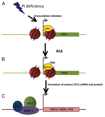 Figure 1. Hypothetical model of the molecular mechanism by which AL6 controls root hair elongation under low phosphate conditions. Phosphate deficiency triggers the initiation of active transcription of ETC1 (A). This leads to histone H3 lysine 4 trimethylation of the promoter-proximal elements of ETC1 followed by recognition and binding of AL6 via its PHD domain to H3K4me3 and formation of mature ETC1 mRNA (B). ETC1 might facilitate transcription of NPC4, SQD2 and PS2 (C).