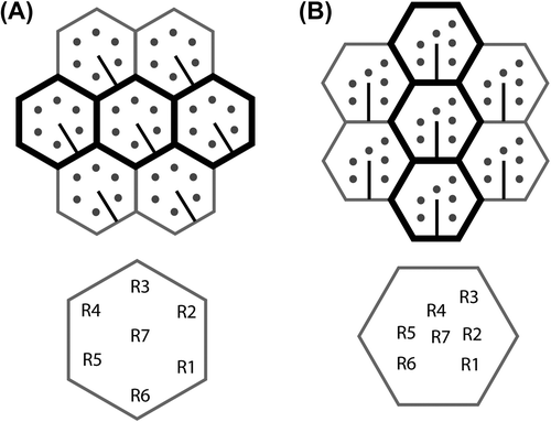 Figure 6. Comparison of the orientations of ommatidia and rhabdoms in Brachycera and the phantom midge Chaoborus crystallinus (Culicomorpha). (A) Chaoborus crystallinus (Melzer, R.R and Zimmerman, T. unpublished result) (B) Brachycera. Positions of peripheral retinula cells R1–R6 are shown as round dots and the orientation of the cell body of R7 relative to its contribution to the central rhabdomere is shown as a line. The orientation of R7 shows that the ommatidia of Brachycera and Chaoborus differ in their orientations by 30°. Hence, the arrangement in (B) can be obtained by rotating (A) 30° and rearranging the rhabdomeres in a trapezoidal position. Note that adjacent ommatidia align horizontally in Chaoborus and many other Nematocera (A), but vertically in all Brachycera (B). These horizontal and vertical ommatidial alignments are highlighted by bold black hexagons. Retinula cell identities are shown below.