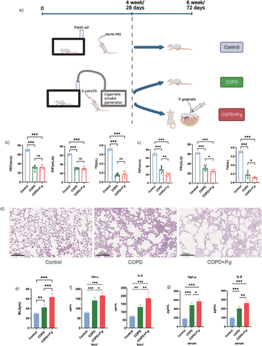 Figure 1. P. gingivalis exacerbates alveolus destruction, impairs lung function and promotes inflammation in COPD rats. (a) Flowchart of animal experiments including COPD modeling and P. gingivalis inoculation in COPD rats’ oral cavity. (b) Lung function test at the end of week 4(n = 6). (c) Lung function test at the end of week 6(n = 6). (d) Representative HE images of lung tissue. Scale bar:200 µm. (e) Quantification of MLI (mean linear intercept) in the lung tissue (n = 6). (f-g) the content of IL-8 and TNF-α in BALF and serum (n = 6). ns: no significant difference; *p < 0.05; **p < 0.01; ***p < 0.001. PEF: peak expiratory flow; PIF: peak inspiratory flow; TV: tidal volume.