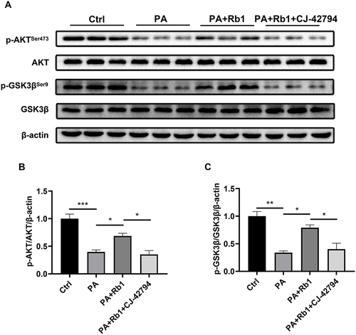 Figure 5 EP4 is involved in Rb1-promoted glycogen synthesis. (A) Levels of AKT, p-AKTSer473, GSK3β, and p-GSK3βSer9 in control (Ctrl), palmitic acid-treated (PA), palmitic acid+Rb1-treated (PA+Rb1), and palmitic acid+Rb1+EP4 inhibitor CJ-42794-treated (PA+Rb1+CJ-42794) LO2 cells were analyzed using Western blot analysis. β-actin was used as the control for loading. (B) The bar chart displayed the quantitative data of p-AKTSer473/AKT/β-actin obtained from Western blot analysis. (C) The bar chart displayed the quantitative data of p-GSK3βSer9/GSK3β/β-actin obtained from Western blot analysis. n = 3. *P < 0.05, **P < 0.01, ***P < 0.001.