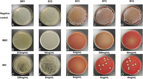 Figure 1 The growth of bacteria strains on solid medium (BRY and BY2 at MICs and MBCs).